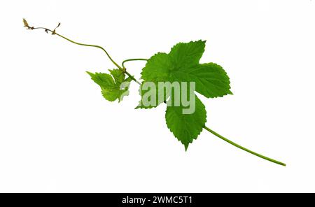 Young shoots and leaves of hops. Isolation on a white background without shadows. Close-up. Spring. Summer. Pivovareie. Ingredient. Healing herbs. Stock Photo