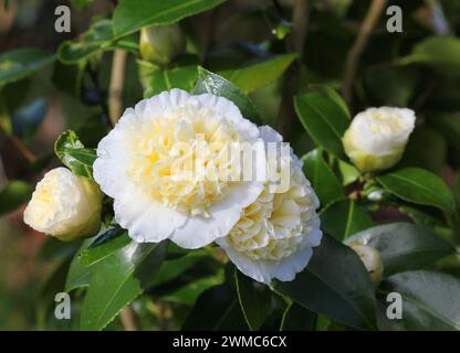 A beautiful Camellia japonica 'Brushfield's Yellow' close up Stock Photo