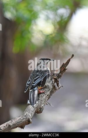 The Red wattlebird (Anthochaera carunculata) is the second largest species of Australian honeyeater Stock Photo