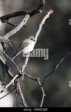 The Jacky winter (Microeca fascinans) is a small grey-brown robin found commonly throughout Australia Stock Photo