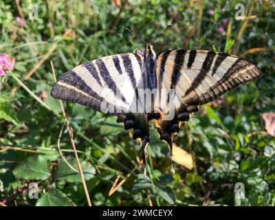 butterfly of the species Danaus chrysippus perched on a green plant in the middle of nature Stock Photo