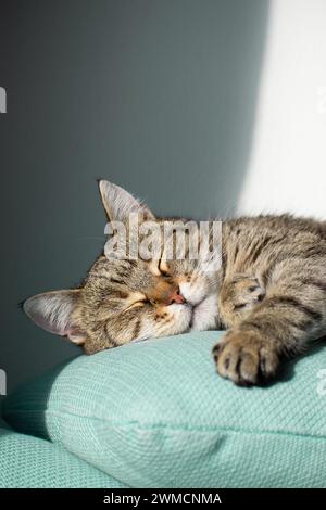 Sleeping cat in the sunshine. Sleepy cat. Stock Photo