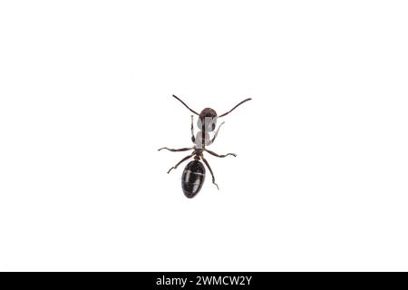 Solitary Ant: Close-up of a tiny crawler insect on white background, six-legged worker Stock Photo