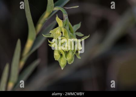 Flowering orchid Epidendrum zipaquiranum in Chingaza National Park, Colombia Stock Photo