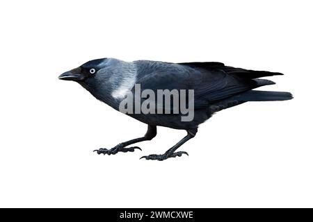 Western jackdaw bird isolated on white background ( Corvus monedula ) Stock Photo