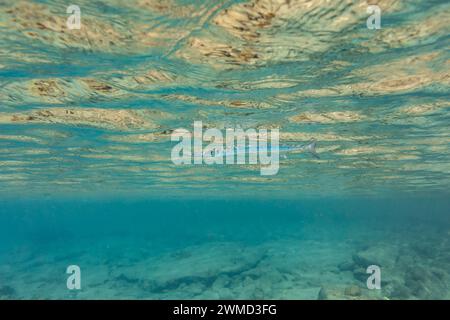 Silver Needfish, Belonidae, hides camouflages near the ripples of the bright surface of the sunlit ocean waters Stock Photo