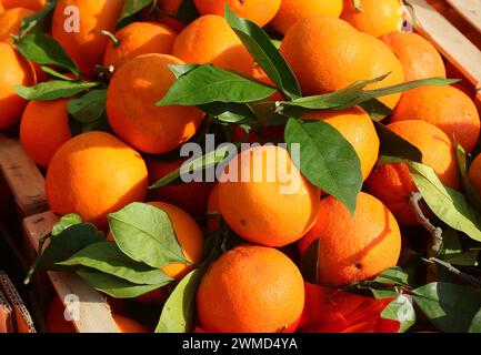 Lots of ripe oranges with green leaves on sale in fruit boxes at the market Stock Photo