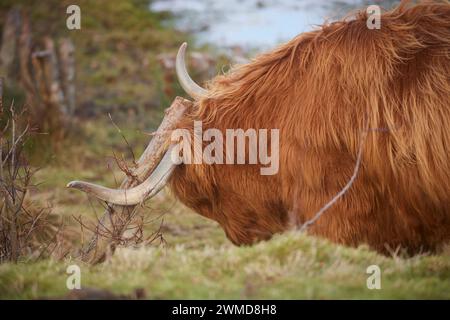 Highland cow at Swanston Farm Edinburgh, Scotland Stock Photo - Alamy