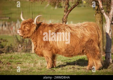 Highland cow at Swanston Farm Edinburgh, Scotland Stock Photo