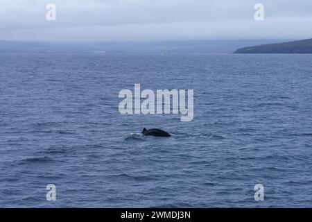 Megaptera novaeangliae Family Balaenopteridae Genus Megaptera Humpback whale in Iceland Stock Photo