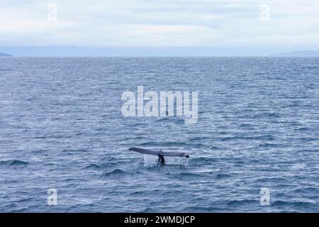 Megaptera novaeangliae Family Balaenopteridae Genus Megaptera Humpback whale in Iceland Stock Photo