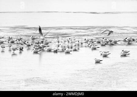 Black headed gulls Chroicocephalus Ridibundus on lake shore in winter Stock Photo