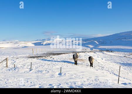 two icelandic ponies standing in snow, Iceland - February 2024 Stock Photo
