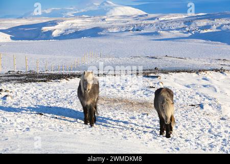two icelandic ponies standing in snow, Iceland - February 2024 Stock Photo