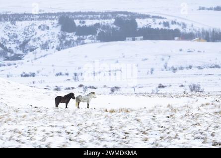 two icelandic ponies standing in winterly landscape, Iceland - February 2024 Stock Photo