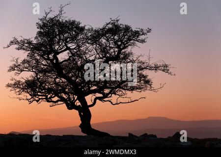 Silhouetted hawthorne tree at Winskill Stones in Ribblesdale, Yorkshire Dales, UK Stock Photo