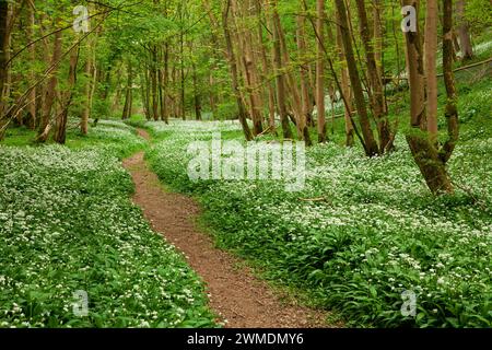 The coppiced woodland of Robin Hood's Howl in spring, North Yorkshire, UK Stock Photo
