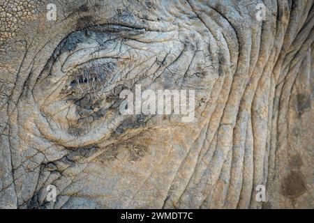 Eye detail, African Bush Elephant, Loxodonta africana, Mashatu Game Reserve, Botswana Stock Photo