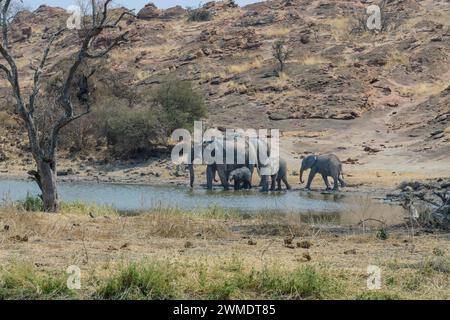 African Bush Elephants, Loxodonta africana, at a watering hole, Mashatu Game Reserve, Botswana Stock Photo