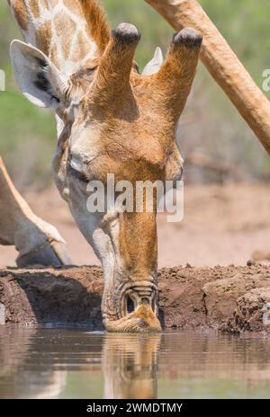Cape, or South African giraffe, Giraffa camelopardalis giraffa, Mashatu Game Reserve, Botswana Stock Photo