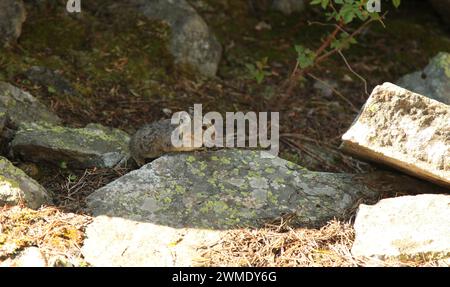 American Pika (Ochotona princeps) on a rock in the Beartooth Mountains, Montana Stock Photo