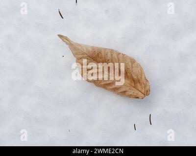 Dry Beech leaf laying on the snow. Quebec,Canada Stock Photo