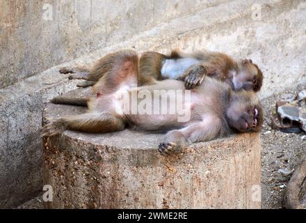 Two monkeys peacefully sleeping upside-down on a rock, capturing a whimsical nap time moment Stock Photo