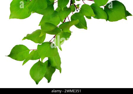 Branch apricots isolated on white background without shadows. Foliage. Summer. Spring. Nature in detail. Close-up. Stock Photo