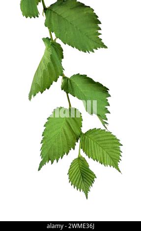 Branche with leaves of elm. / Isolated on white background without shadow. / Nature in detail. Summer. Spring. Close-up.(Ulmus Laevis) Stock Photo