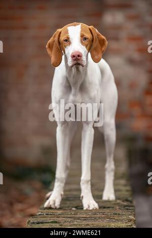 Portrait of a young female Braque Saint Germain hound dog Stock Photo