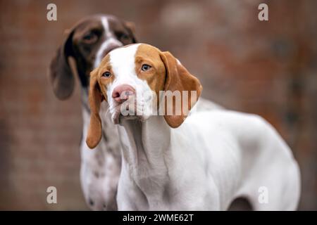 Portrait of a young female Braque Saint Germain hound dog Stock Photo