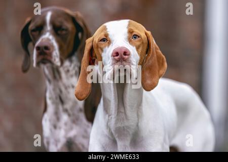 Portrait of a young female Braque Saint Germain hound dog Stock Photo