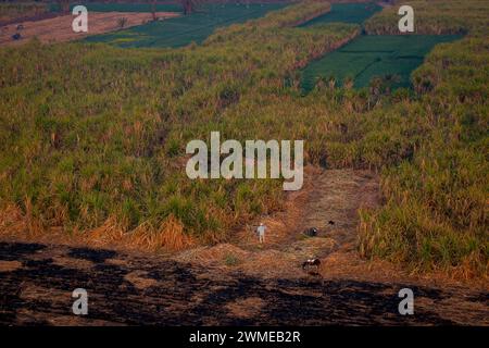 Workers in the fields along the Nile near Luxor, hot air balloon view, Egypt Stock Photo