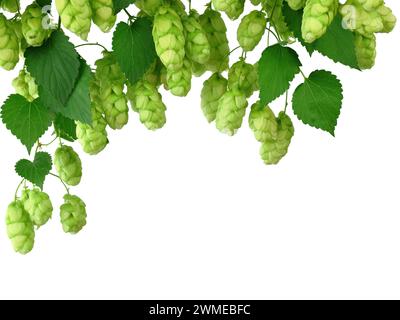 Hop cones isolated on white background. Green hop cones for beer and bread production.Beer brewing ingredients. Beer brewery concept. Beer background. Stock Photo