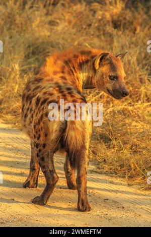 Adult spotted hyena walking on a dirt road in Kruger National Park, South Africa at sunset. Iena ridens or hyena maculata outdoor. Vertical shot. Stock Photo