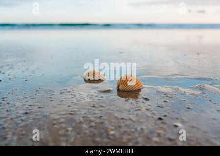 Two seashells rest on the wet sand with the ocean in the background Stock Photo