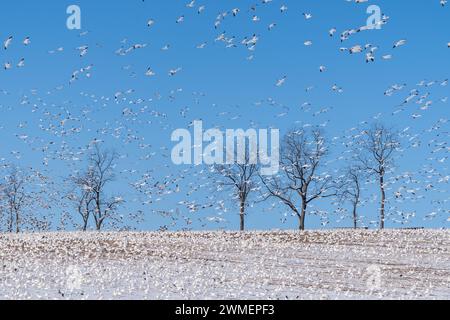 Flock of snow geese (Anser caerulescens)on spring migration North land on cornfield in rural Pennsylvania Stock Photo