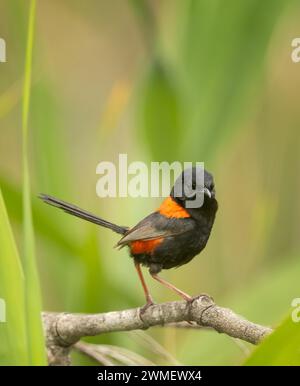 A male red-backed fairywren (Malurus melanocephalus) with selected focus perched amongst the green grasses, is endemic to Australia. Stock Photo