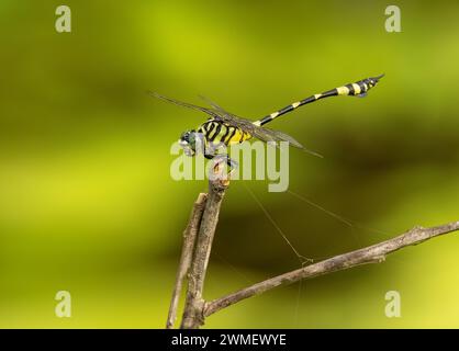 The Australian emperor dragonfly, also known as the yellow emperor dragonfly, scientific name Anax papuensis, close up of the dragon fly perched. Stock Photo