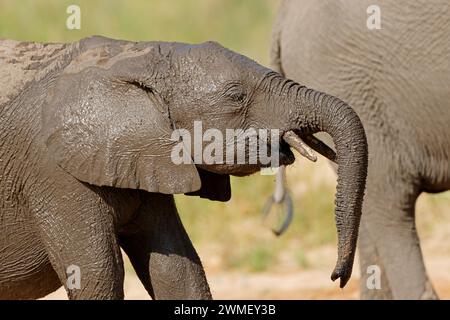 Portrait of a young African elephant (Loxodonta africana), Kruger National Park, South Africa Stock Photo
