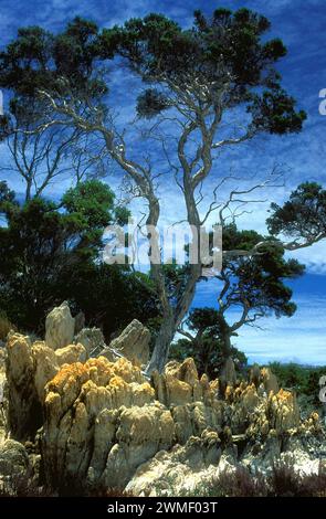 Paper bark tree ( myrtaceae ) growing amongst sandstone, Southwest Australia Stock Photo