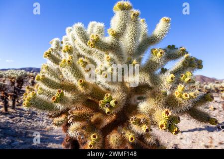 Cholla Cactus (Cylindropuntia sanfelipensis) Garden Plant Patch Close Up Macro View. Pinto Basin Mojave Desert, Joshua Tree National ParkCalifornia US Stock Photo