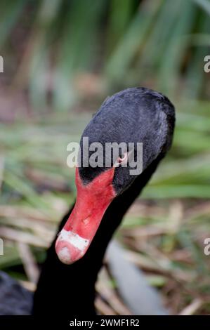A close portrait of an Australian Black Swan, showing the beak and red eye. This one was sitting on her nest and hissed at me for getting too close. Stock Photo