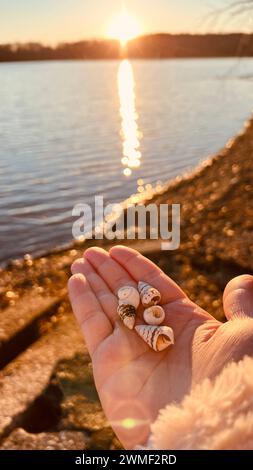 A hand holding seashells at the beach on sunset Stock Photo