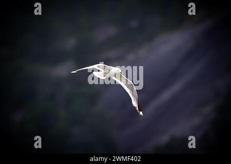 Seagull flying in the air over the coast of Norway. Stock Photo