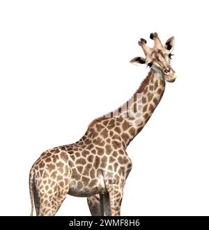 Cute curiosity giraffe. The giraffe looks interested. Animal stares interestedly. Isolated on white background Stock Photo