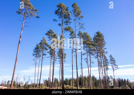 Pines left on a clearing Stock Photo