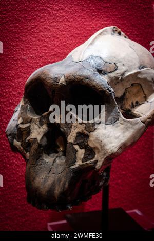 Paranthropus boisei, dear boy skull replica, Museo Comarcal de Molina de Aragón, Guadalajara, Spain Stock Photo