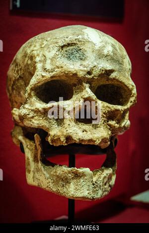 Homo sapiens, Cro-Magnon I from Les Eyzies  skull replica, Museo Comarcal de Molina de Aragón, Guadalajara, Spain Stock Photo