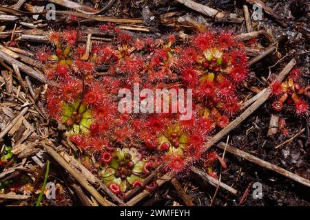 Dense group of the beautiful pygmy sundew (Drosera pulchella) with red sticky leaves, in natural habitat, Western Australia Stock Photo